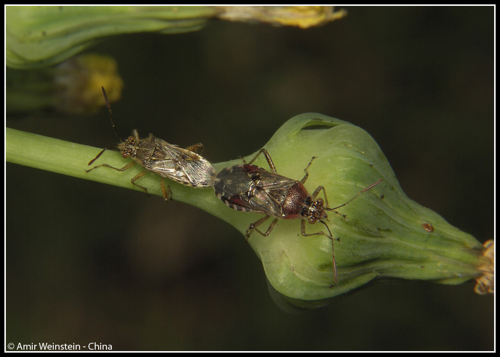 Liorhyssus hyalinus